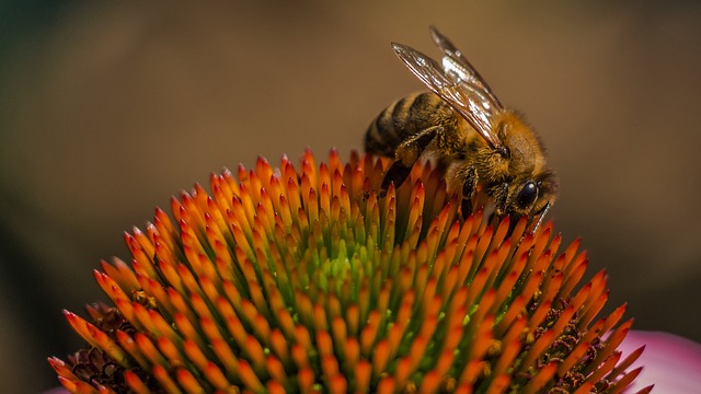 Honey Bee on Flower