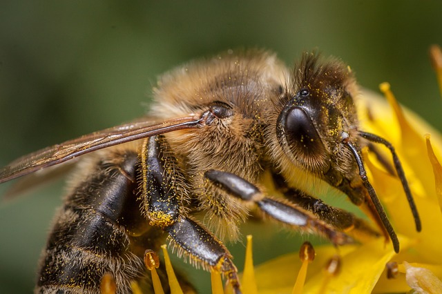 Honey Bee on Flower