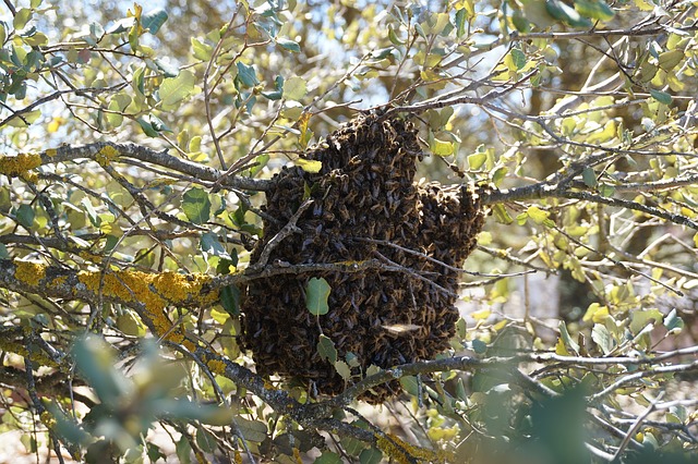 honey bee swarm